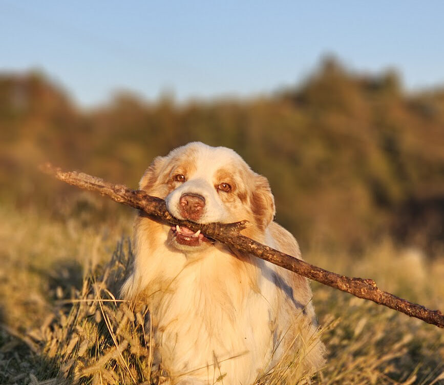 australian shepherd