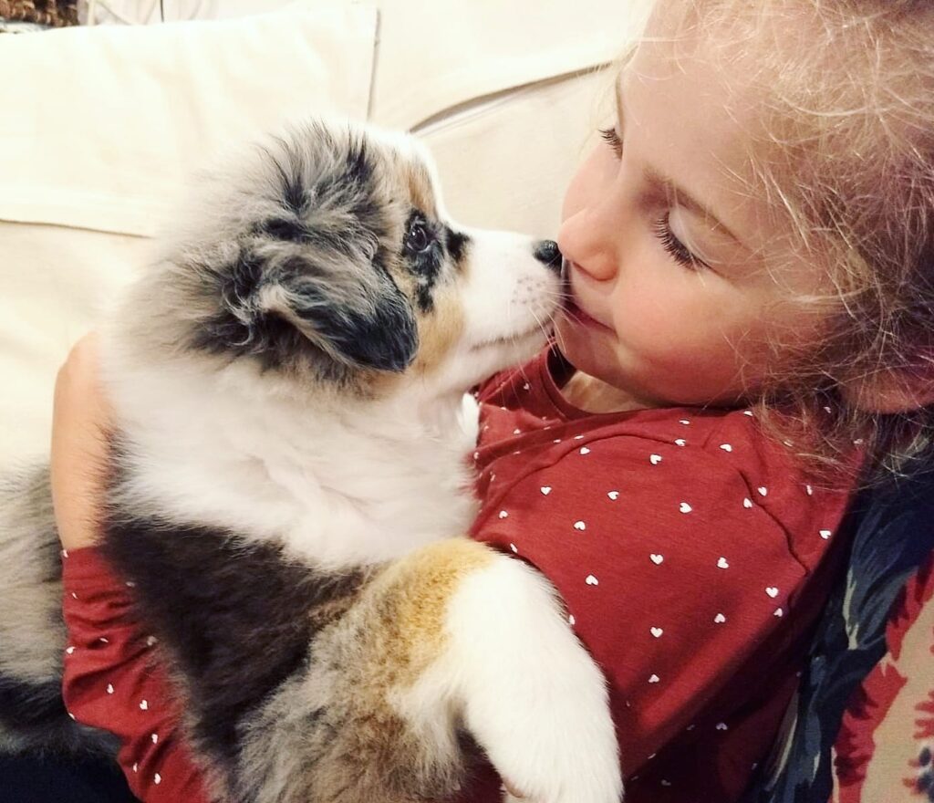 miniature american shepherd