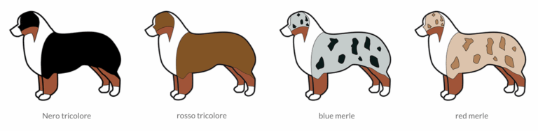 i colori australian shepherd