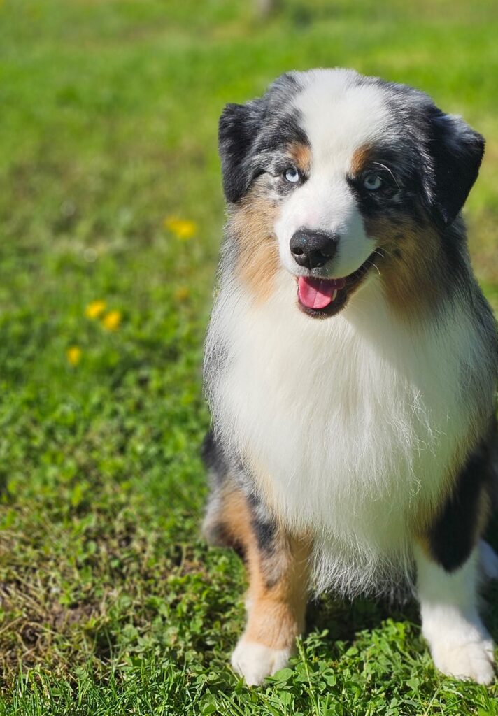 miniature american shepherd