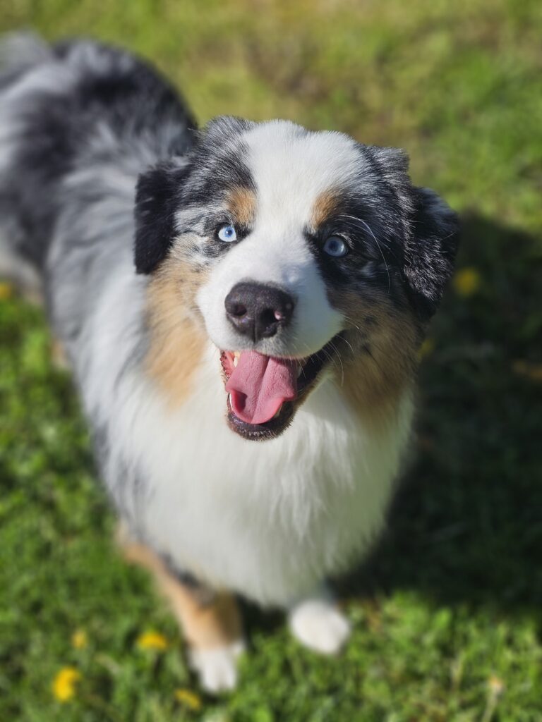 miniature american shepherd