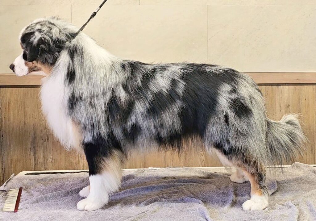 miniature american shepherd