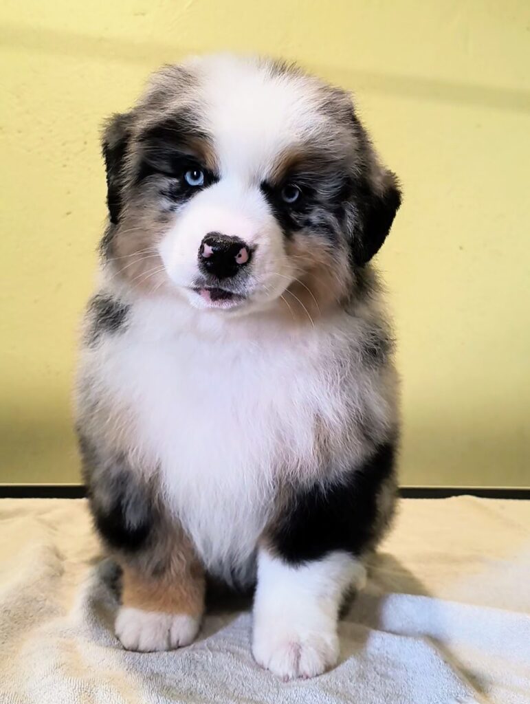 miniature american shepherd