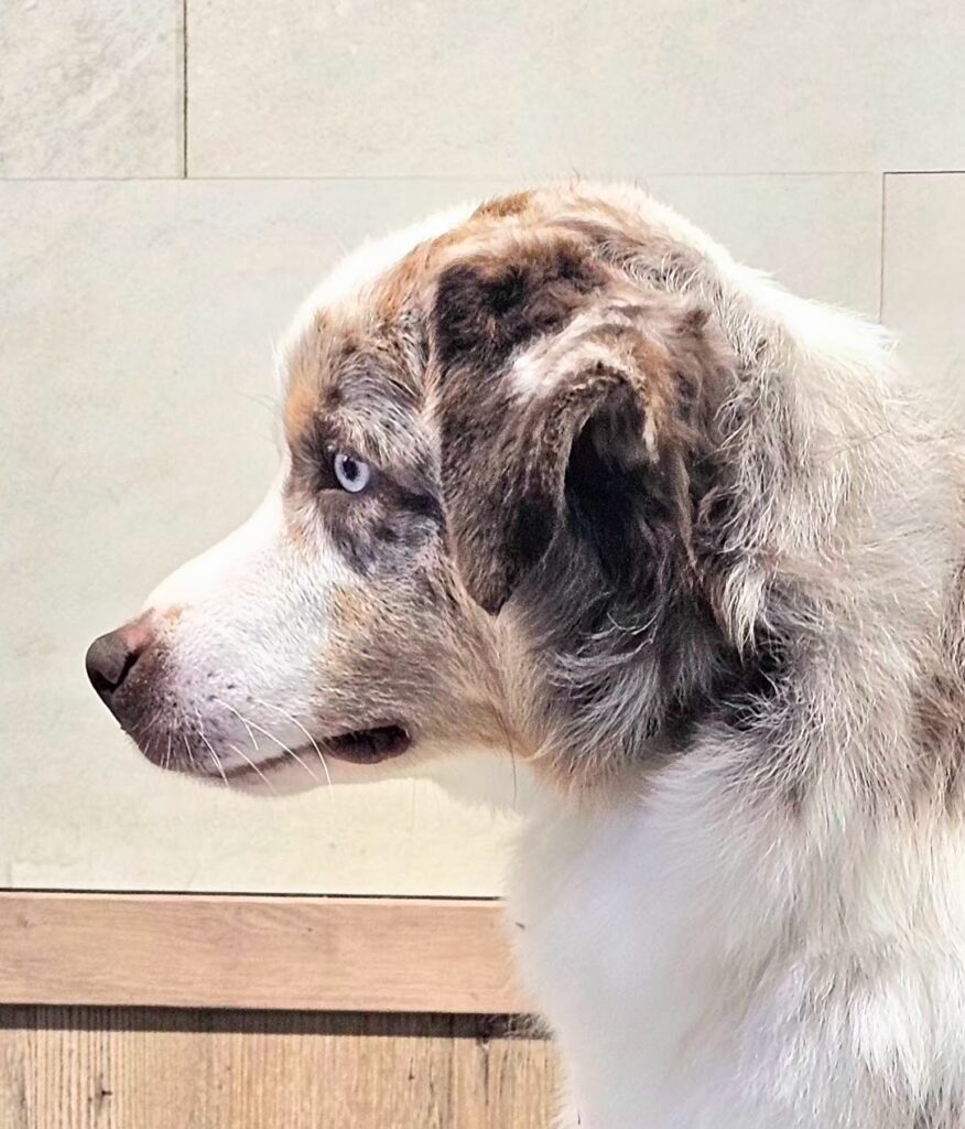 miniature american shepherd
