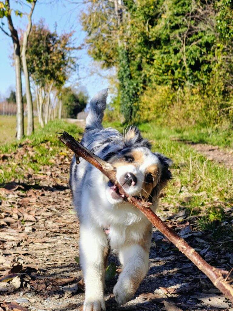 Blue merle con il bastone sul sentiero – cane nato nell'allevamento Musimaciay di Australian Shepherd e Miniature American Shepherd, Bassano del Grappa