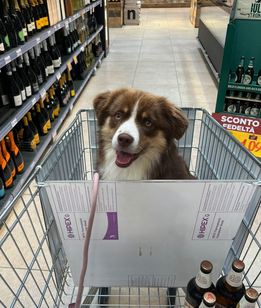 Rosso tricolore nel carrello della spesa – cane nato nell'allevamento Musimaciay di Australian Shepherd e Miniature American Shepherd, Bassano del Grappa