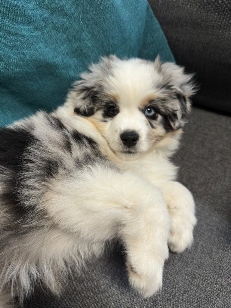 Cucciolo blue merle – cane nato nell'allevamento Musimaciay di Australian Shepherd e Miniature American Shepherd, Bassano del Grappa
