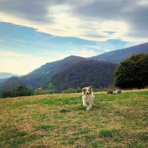 Australian Shepherd red merle che corre con un bastone sulle colline