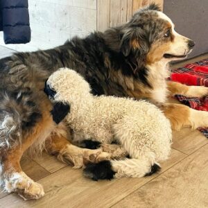 Australian Shepherd blue merle con un cucciolo amico