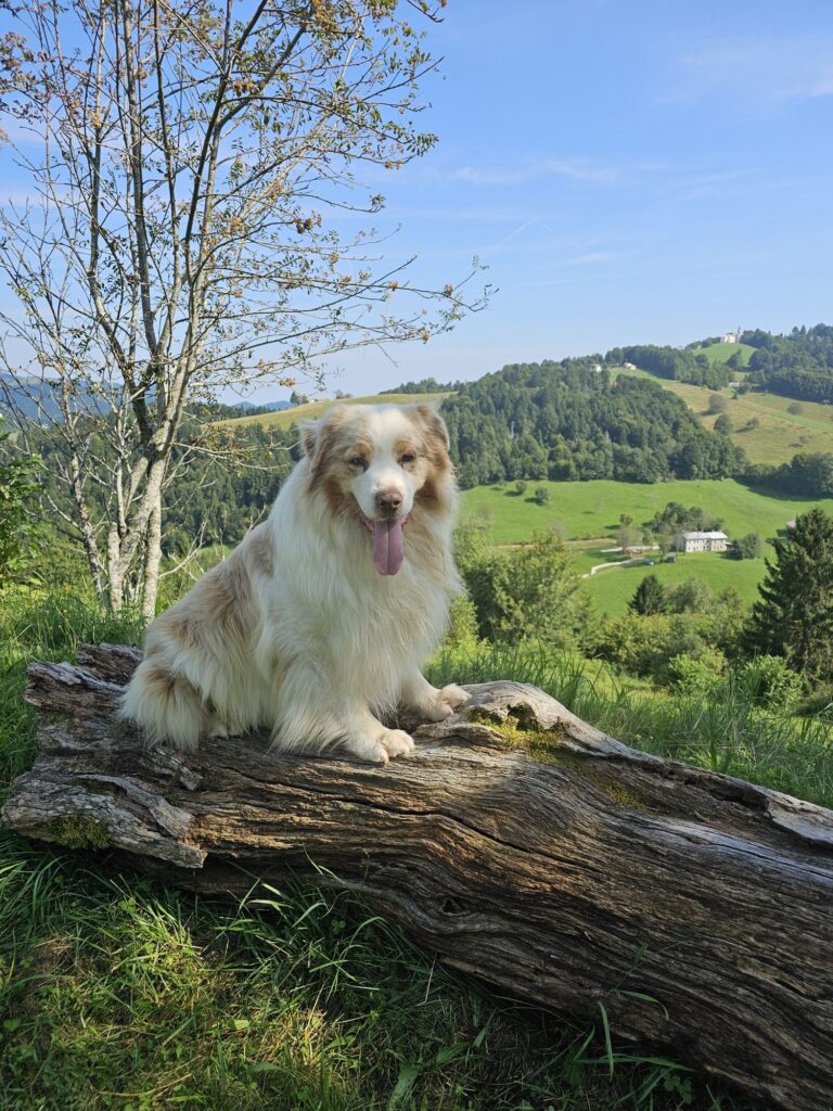 Australian Shepherd red merle su un tronco in collina