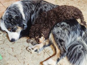 Australian Shepherd blue merle che riposa con un amico