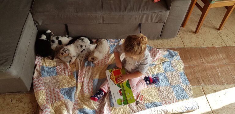 Bambina che legge accanto ai cuccioli di Australian Shepherd