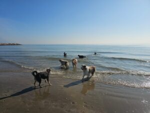 Branco di Australian Shepherd al mare