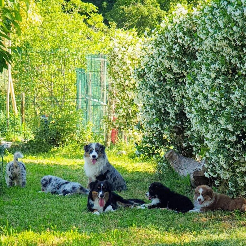 Branco di Australian Shepherd nel giardino Musimaciay