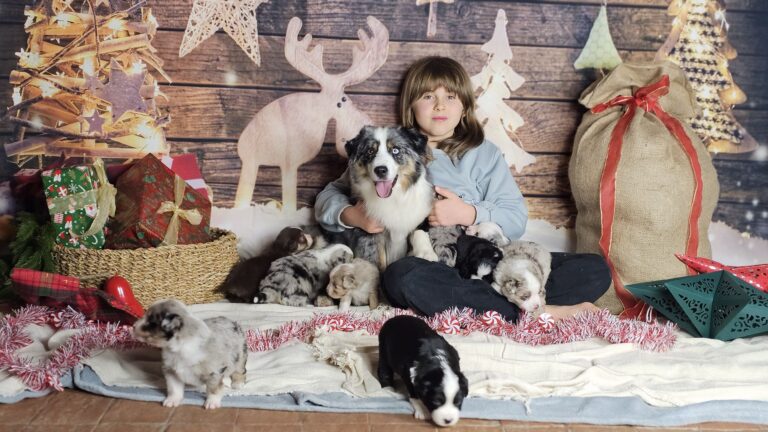 Cucciolata di Australian Shepherd con la mamma e una bambina a Natale