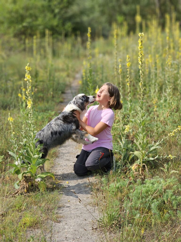 Cucciolo Australian Shepherd blue merle che bacia una bambina