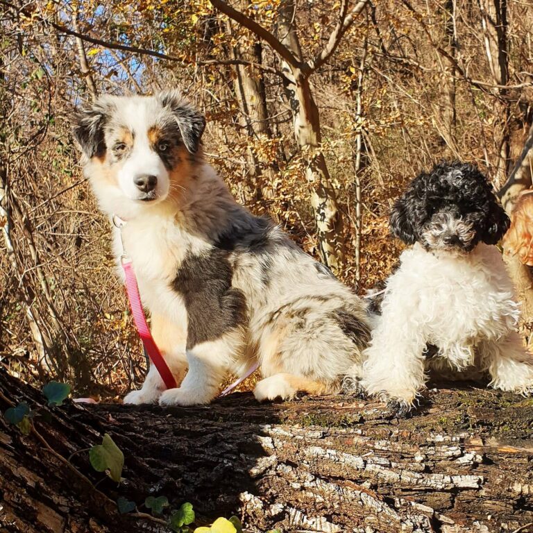 Cucciolo Australian Shepherd blue merle nel bosco con un amico
