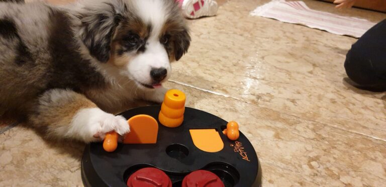 Cucciolo Australian Shepherd con gioco di attivazione mentale