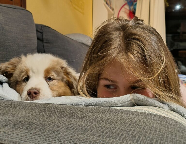 Cucciolo Australian Shepherd red merle sul divano con una bambina