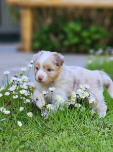 Cucciolo Australian Shepherd red merle tra le margherite