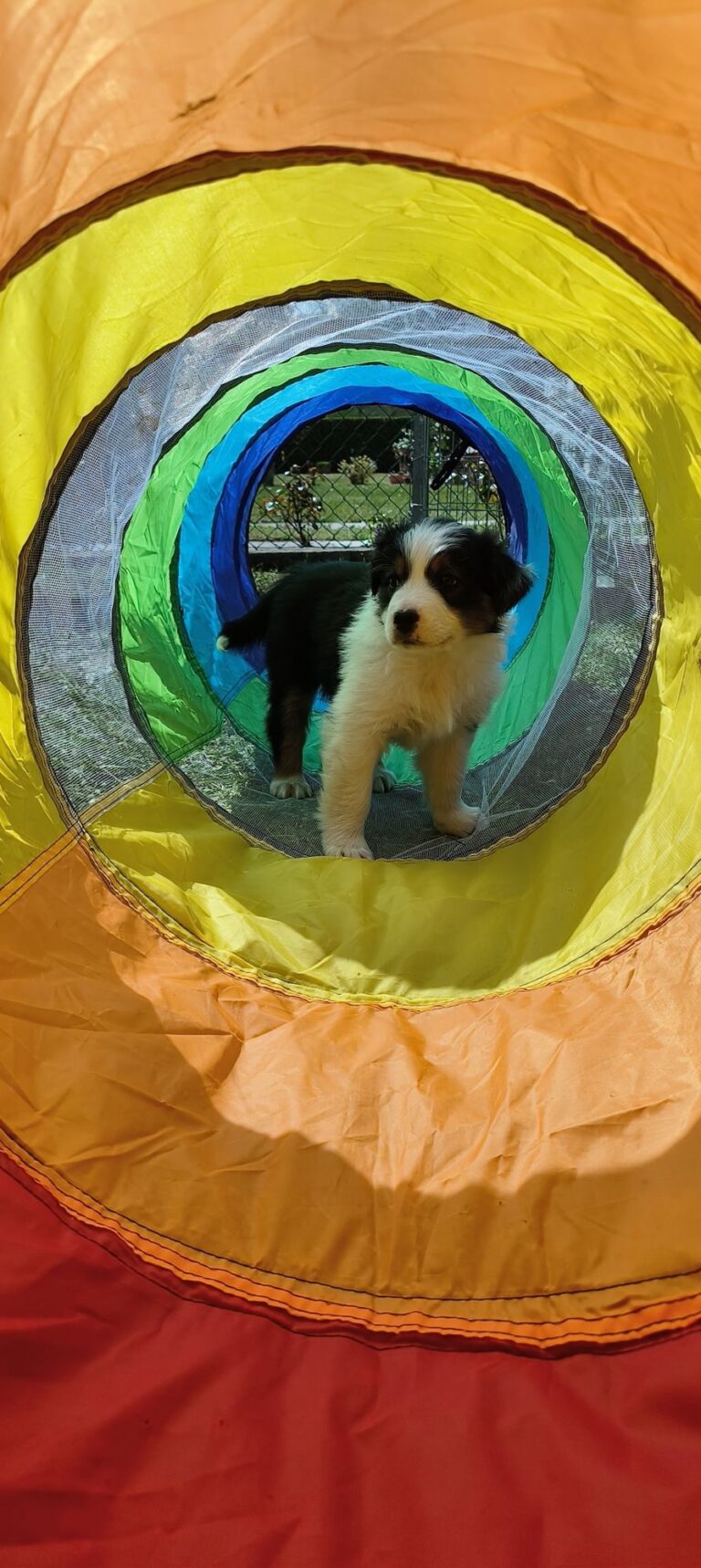Cucciolo di Australian Shepherd nel tunnel di gioco
