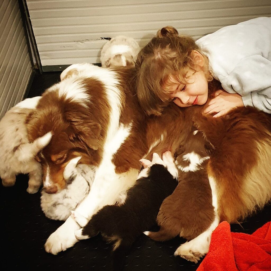Mamma Australian Shepherd red merle con i cuccioli e una bambina