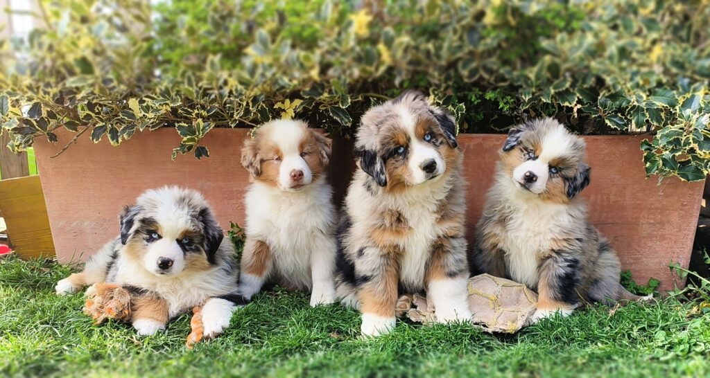 Cuccioli Pastore Australiano dell’allevamento Musimaciay